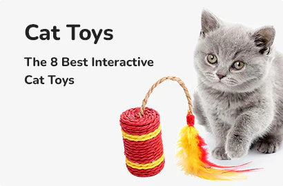 Cat Supplies Online | Aura Pet Shop